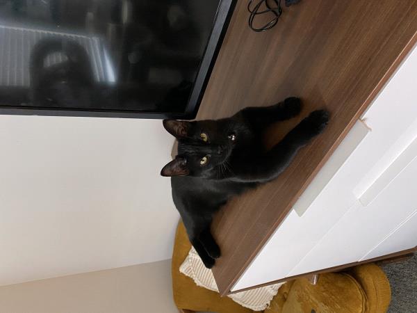 /Images/uploads/Cuddles Cat Cafe/uvac/entries/18166thumb.jpg